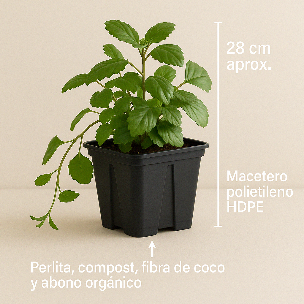 Dólar Verde - Planta de interior para la abundancia, riqueza y prosperidad